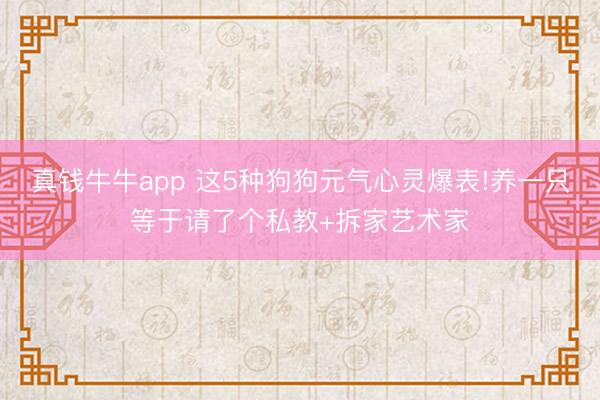 真钱牛牛app 这5种狗狗元气心灵爆表!养一只等于请了个私教+拆家艺术家